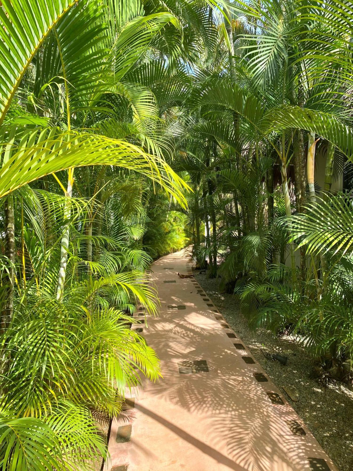 Chalet Tropical Au Coeur De Las Terrenas Kültér fotó